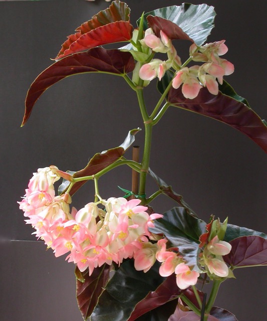 B. ‘Pink Zulu’